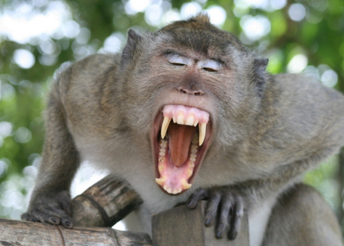 Menelusuri Monyet Ekor Panjang di Gunung Ciremai, 45 Persen Anak-anak, Lebih Banyak Betina