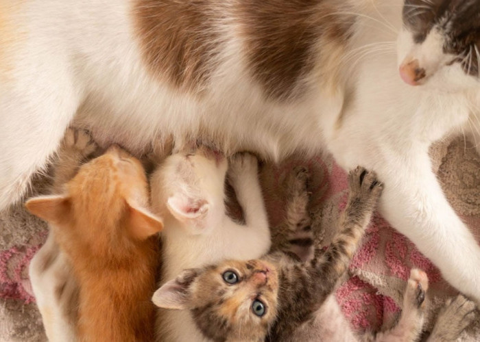 Jangan Asal Beri! Inilah Susu Untuk Anak Kucing Baru Lahir Tanpa Induk, Bikin Anabul Tumbuh Sehat
