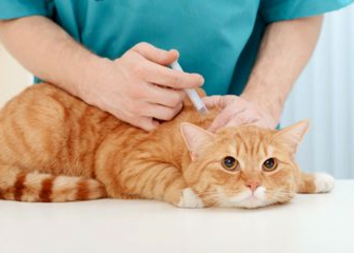 5 Tips Merawat Kucing Saat Musim Pancaroba Agar Tetap Sehat dan Terhindar dari Penyakit