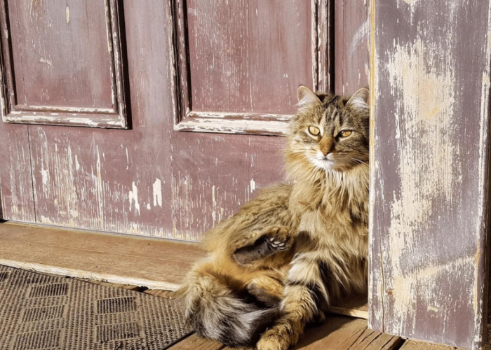 Berikut 5 Tanda Kucing Liar Menganggap Kita Pemiliknya, Salah Satunya Betah di Rumah Kita