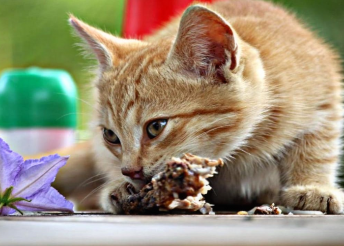 Jangan Asal Kasih! Inilah 7 Makanan yang Tidak Boleh Dimakan Kucing Kampung, Bisa Keracunan!