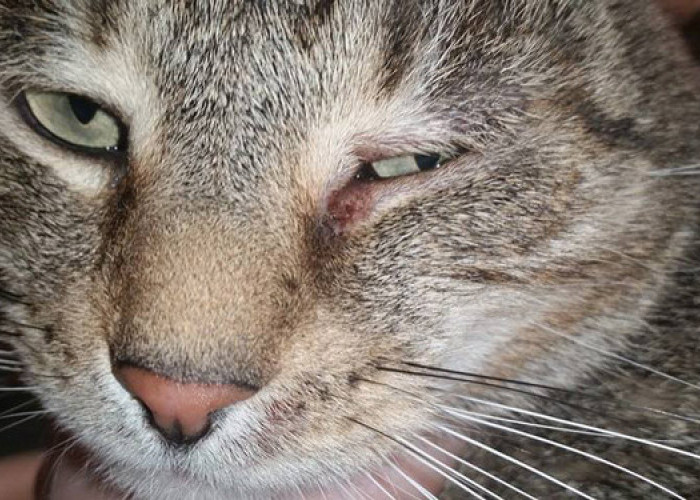 Hidup di Jalanan Membuat Kucing Kampung Rentan Terkena Penyakit, Kenali 5 Penyakit Kucing Kampung  