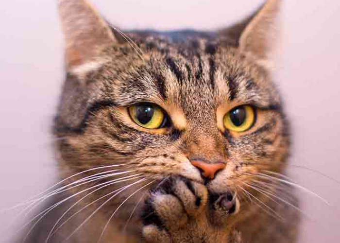 Ternyata Inilah 6 Fungsi Kumis pada Kucing, Bukan Cuma Pajangan Doang!