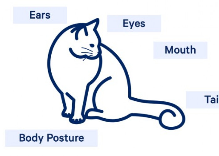3 Cara Membaca Bahasa Tubuh Kucing, Mulai dari Bahagia Hingga Sedih!