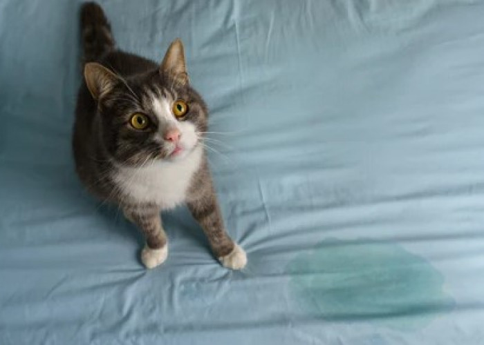 Jangan Dimarahi Dulu, Ternyata ini 4 Alasan Kucing Mengencingi Tempat Tidur Kita, Tidak Sengaja Kok!