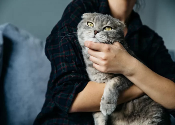 5 Hal yang Tidak Disukai Kucing dari Manusia, Oh Ternyata