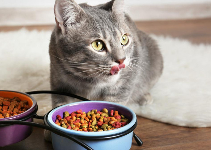 5 Makanan Kucing yang Diformulasikan Khusus Untuk Mengatasi Bulu Rontok, Bulu Kucing Jadi Lebat & Sehat