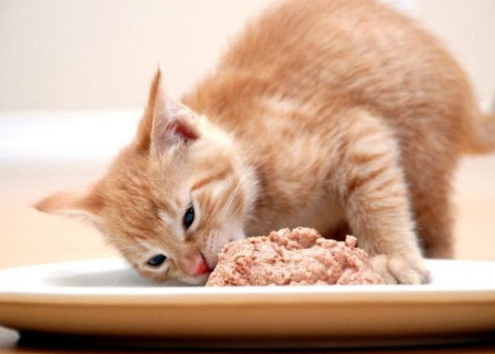 3 Makanan yang Cocok untuk Kucing Kampung; Nomor 2 Jangan Sampai Terlewatkan! 