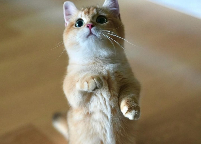 5 Nama Lucu untuk Kucing Oren Jantan dan Betina, Ada dari Bahasa Arab hingga Jepang