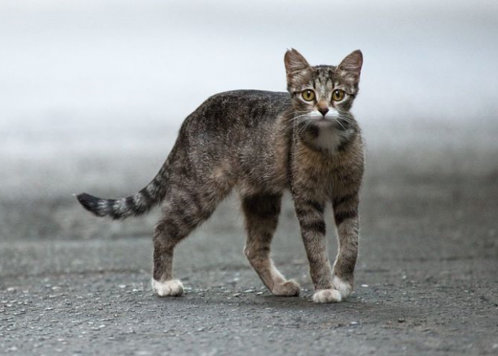 Ternyata Kucing Kampung Dapat Dijadikan Pengendali Hama Alami! 5 Manfaat Pelihara Kucing Kampung