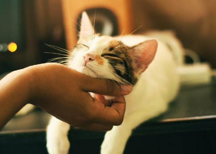 5 Tanda Kucing Sayang Sama Kita, Salah Satunya Selalu Mengikutimu Kemana-mana