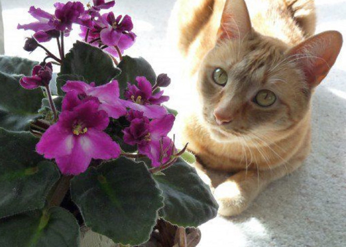Mengenal 5 Bau Tanaman Yang Kucing Tidak Sukai, Cocok Untuk Mengusir Kucing Liar Bandel di Teras Rumahmu