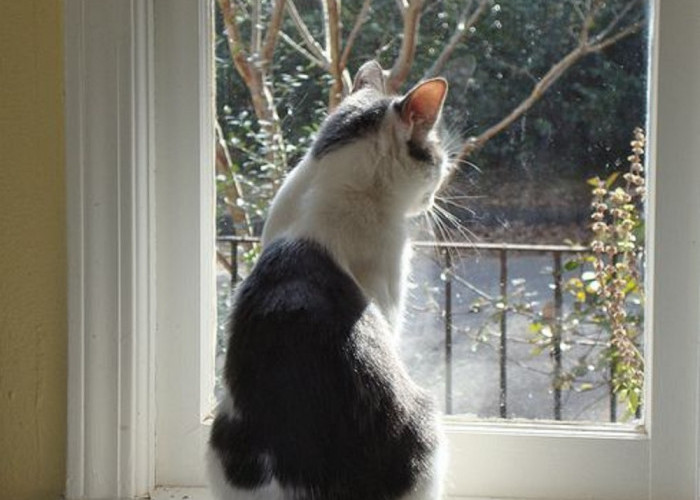 Kenapa Kucing Betah Melihat Keluar Jendela Rumah? Yuk Simak 5 Alasannya Disini