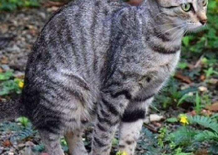 Inilah 6 Cara Melatih Kucing Kampung Agar Tidak Berak Sembarangan, Para Pemilik Kucing Kampung Wajib Simak!