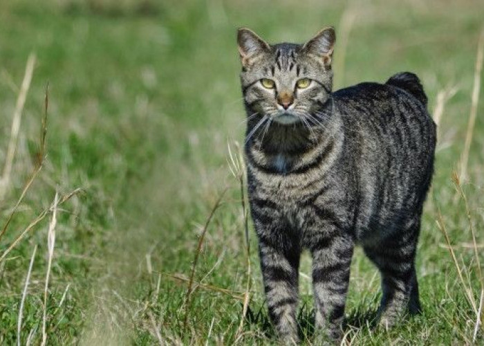 Kucing Buntut Pendek Membawa Keberuntungan, Memberi Penjagaan Dari Marabahaya