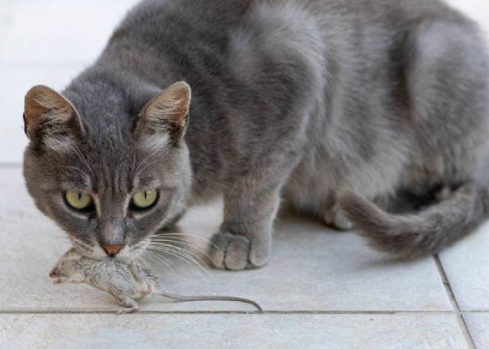 Punya Alasan Menyentuh! Ini 4 Alasan Kucing Kampung Membawa Mayat Tikus ke Rumah Kita