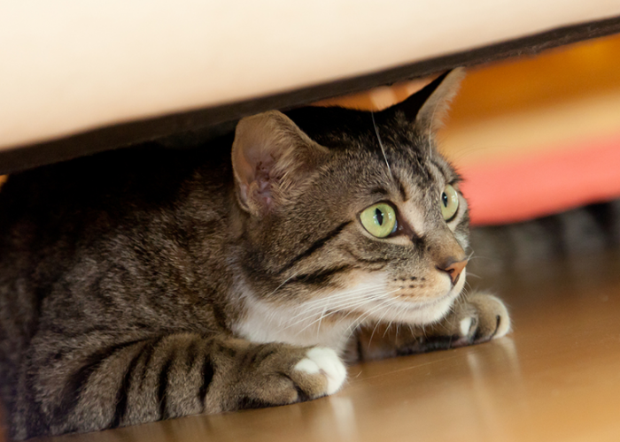5 Kecemasan dan Ketakutan Umum Kucing, yang Jarang Diketahui Pemilik Kucing!