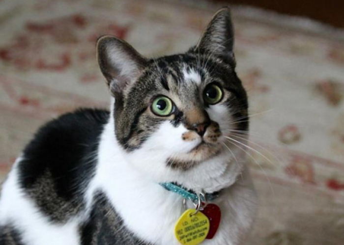  Mudah Banget! Inilah 5 Tips Melebatkan Bulu Kucing Kampung Jadi Seperti Kucing Persia