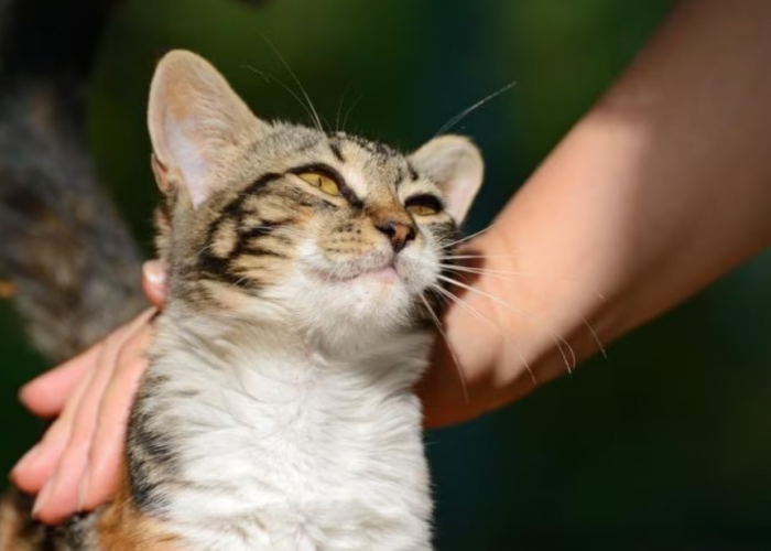 4 Cara Kucing Kampung Mengucapkan Terima Kasih Pada Kita, yang Masih Jarang Diketahui!