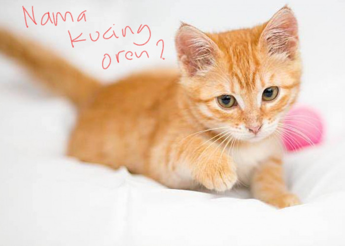 10 Nama Lucu untuk Kucing Oren Jantan, Minto, Jambrong, Meow, Pilih Mana?