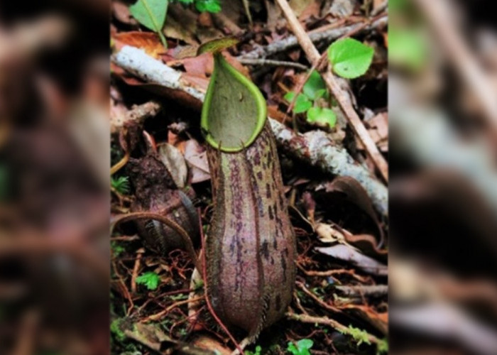 Kantong Semar, Tumbuhan Unik Pemakan Serangga, Apakah Tumbuh di Kawasan Hutan Gunung Ciremai?