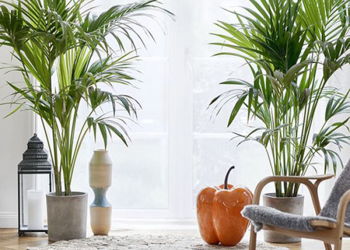6 Tips Merawat Tanaman Hias Indoor, Agar Tidak Layu dan Tumbuh Cantik di Dalam Ruangan