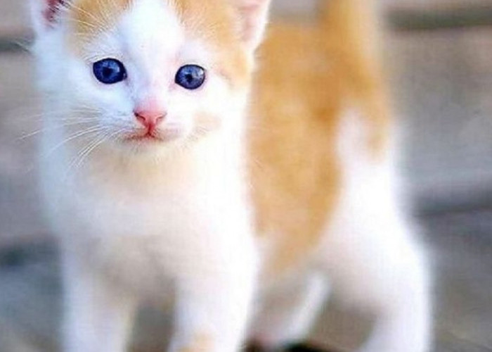 5 Cara Kucing Mengenali Namanya, Ternyata Mudah Lho Para Pemilik Kucing Wajib Baca!