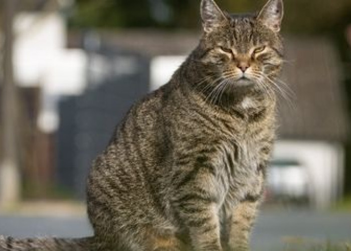 Bikin Kucing Liar Kapok Tanpa Kekerasan, Inilah 5 Tips Mengusir Kucing Liar Buang Kotoran Sembarangan di Rumah