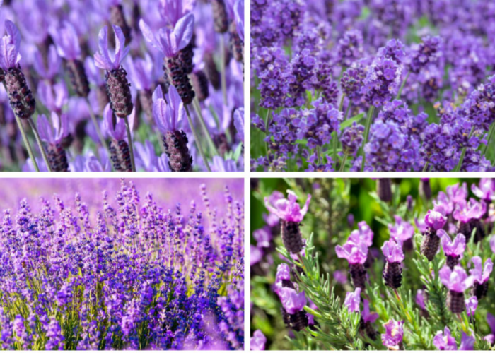 Mempesona! 5 Jenis Tanaman Hias Lavender yang Cocok Jadi Dekorasi Indoor, Apa Bisa Mengusir Nyamuk?