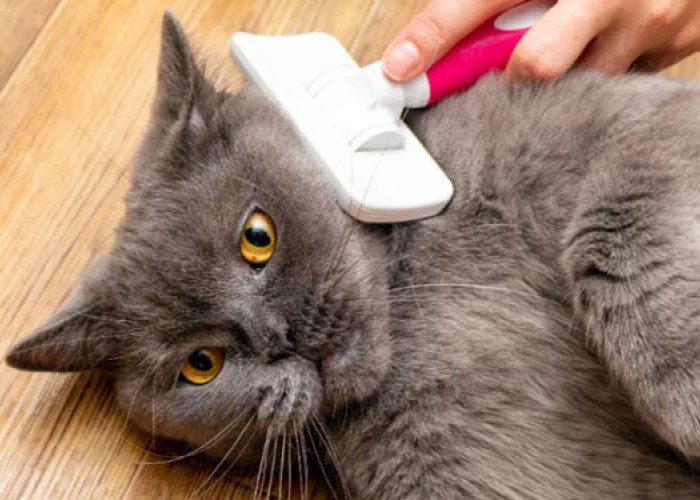 5 Cara Membasmi Kutu Pada Kucing yang Ampuh dan Aman, Sederhana Bisa Dicoba