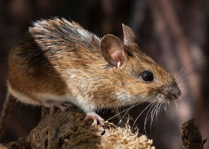 Tikus Kabur Karena Baunya, Berikut 6 Cara Mengusir Tikus di Rumah Menggunakan Kapur Barus
