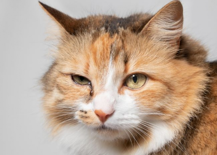 Kenali Penyebab Mata Kucing Belekan yang Wajib Diketahui Pemilik Anabul, Jangan Dianggap Remeh!