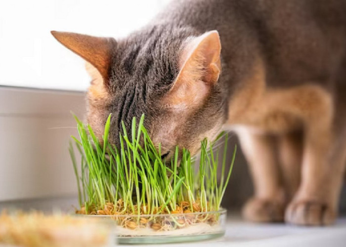 3 Cara Mencegah Kucing Memakan Rumput, Ternyata Ini Caranya