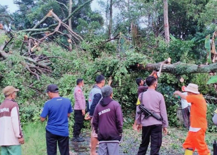 Hujan Disertai Angin Terjang Desa Tinggar, Sejumlah Pohon Tutupi Akses Jalan