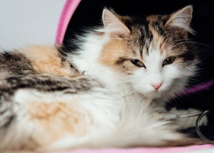 PERHATIKAN! Berikut 10 Ciri Ciri Kucing Yang Memiliki Penyakit Parah, Pecinta Anabul Wajib Tahu