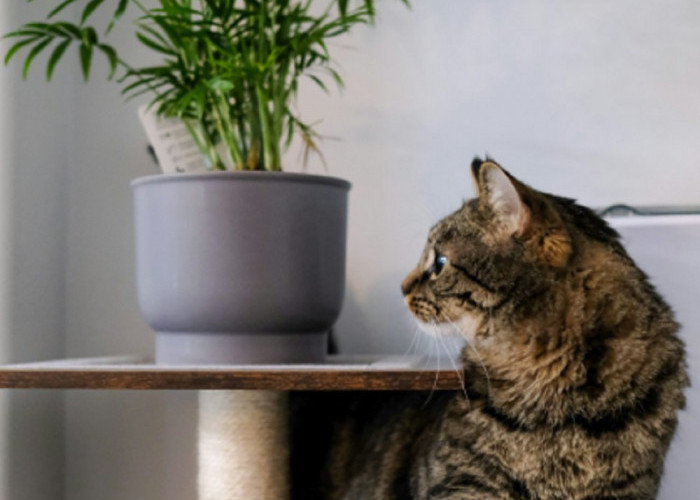 Yuk Simak 6 Tanaman Yang Dibenci Kucing, Bisa Untuk Mengusir Kucing Liar Nakal Yang Suka Buang Air Sembarangan
