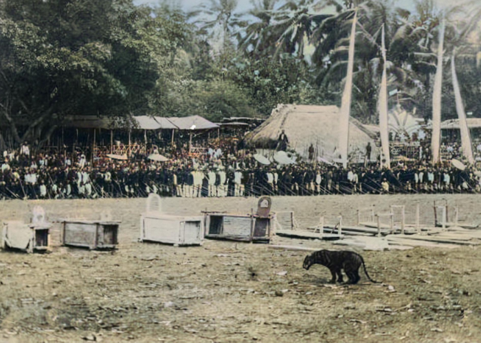 Inilah Kisah Tradisi Rampogan Macan atau Rampokan Macan yang Menjadi Alasan Punahnya Harimau Jawa