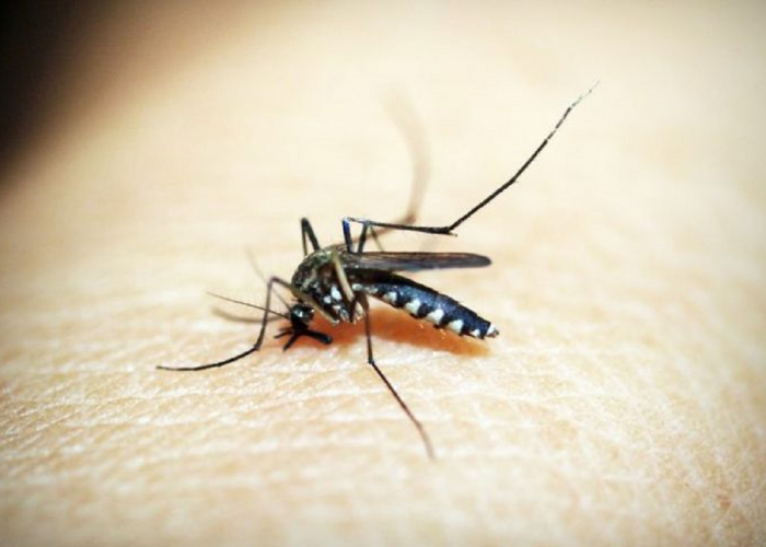Ini Dia Fakta Unik dan Menarik Seputar Nyamuk, Spesiesnya Bisa Sampai 3000 Jenis!