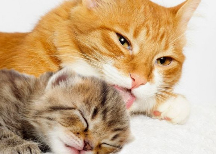 Bagaimana Cara Jitu Agar Anak Kucing Tidak Dimakan Kucing Lain? Ternyata Sangat Mudah, Intip Disini