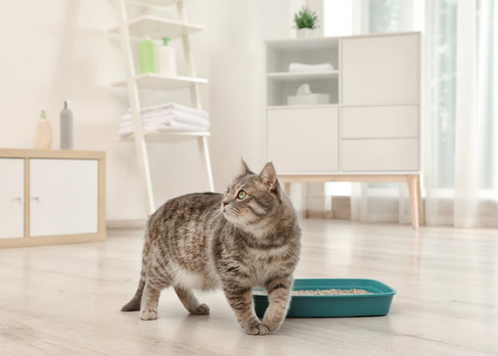 Mudah dan Sederhana, 5 Tips Jitu Menghilangkan Bau Kotoran Kucing, Cukup dengan Bahan Alami dan Tanaman Hias!