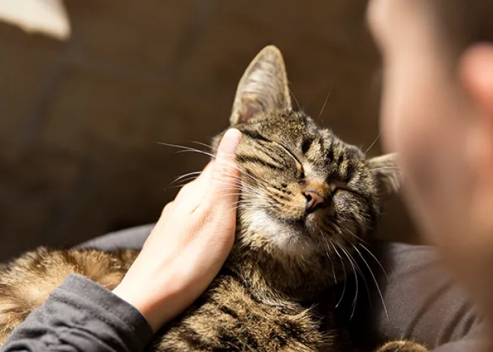 Ini 4 Cara Menunjukan Kasih Sayang Pada Kucing Peliharaan, Agar Semakin Nurut dan Sayang Pada Pemiliknya!