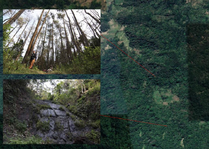 Hutan 'Pamali' di Kuningan, Diyakini Jadi Sarang Macan Tutul, Letaknya Membentang di 4 Kecamatan