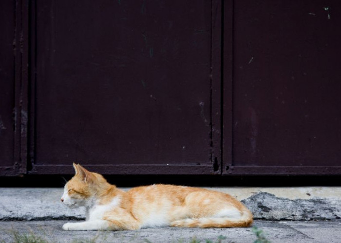 Inilah Alasan Kenapa Kucing Kampung Jarang Sakit, Ternyata Jenis Kucing Paling Sehat! Simak Jawabannya Di Sini
