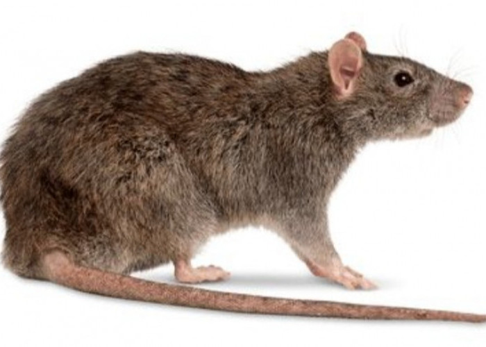 Ini Nih 5 Aroma yang Paling Dibenci oleh Tikus, Dijamin Ampuh Bikin Tikus Pergi Jauh dari Rumah!