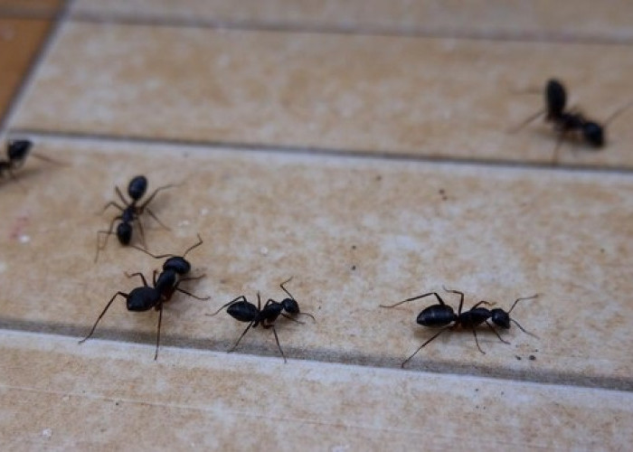 Apakah Semut Bisa Menjadi Masalah dan Berbahaya di Rumah? Berikut 4 Bahaya Semut Jarang Diketahui!