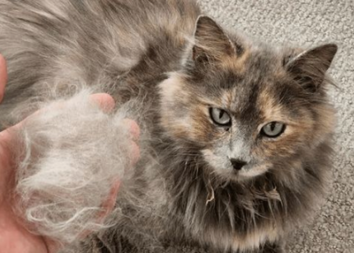 5 Cara Merawat Kucing Agar Tidak Rontok Dan Bikin Lebat Lembut! Bisa Dilakukan Dirumah, Tanpa Ke Petshop