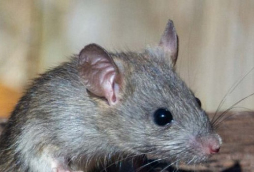 Bahan-Bahan Alami di Sekitar Rumah, Ampuh Usir Tikus