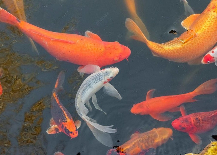 6 Fakta Menarik Ikan Koi, Disebut 'Si Raja Ikan Hias' hingga Pembawa Keberuntungan