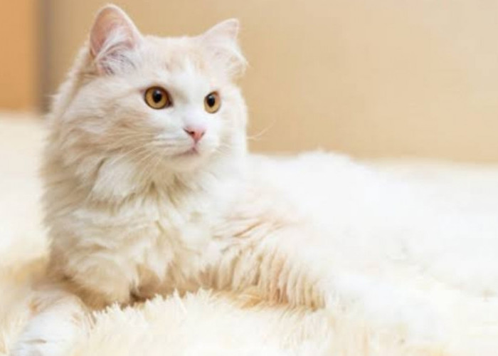 5 Penyebab Kucing Anggora Tidak Mau Makan, Simak Penjelasannya Berikut Ini