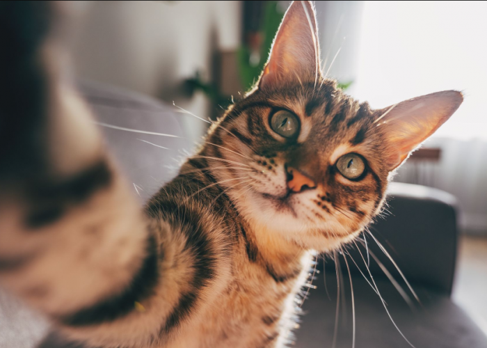 Kenapa Memelihara Kucing Membuat Kita Bahagia? Ini 6 Manfaatnya untuk Kesehatan Mental
